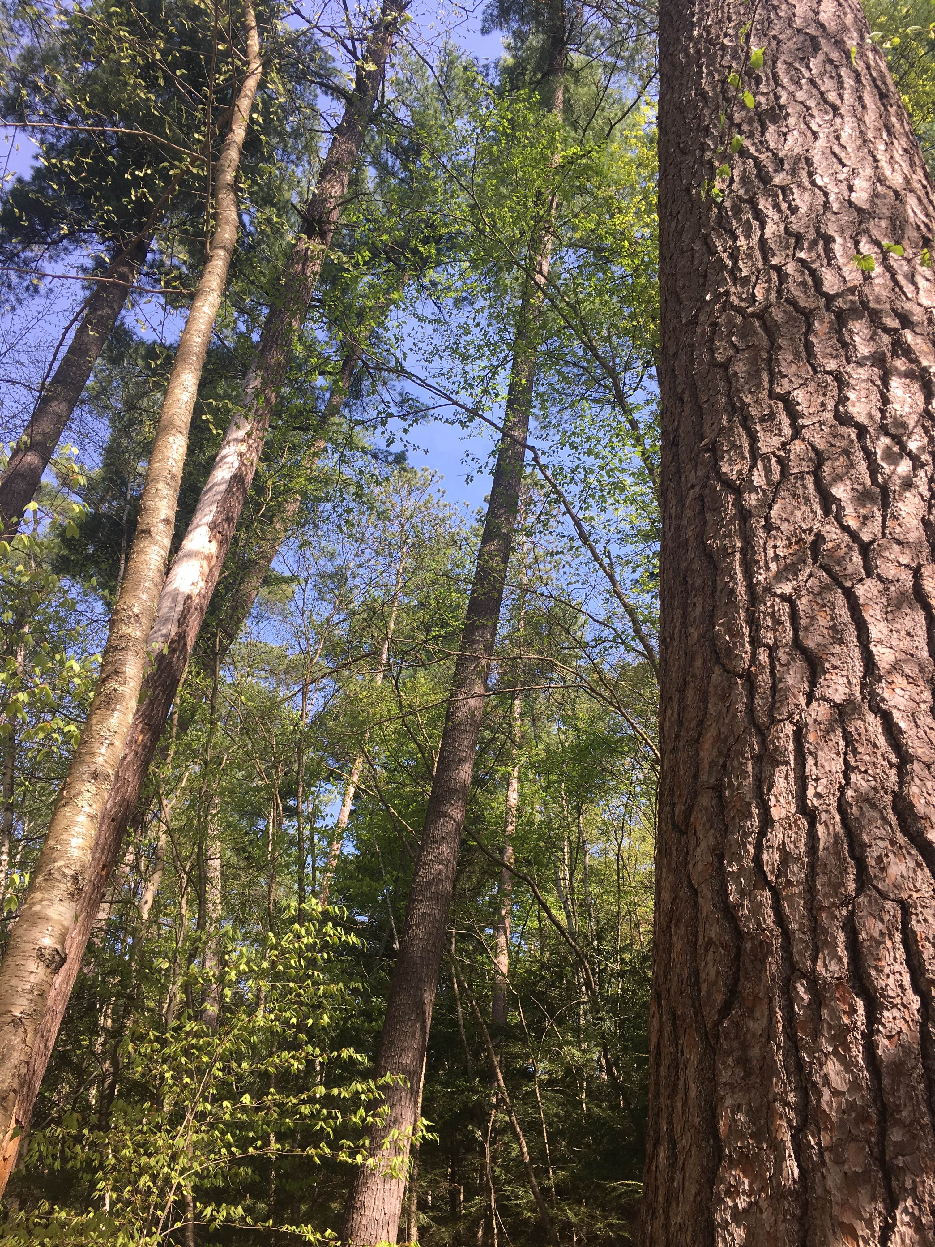 Camper-submitted photo at Clara Lake Rustic Campground near Tofte, MN