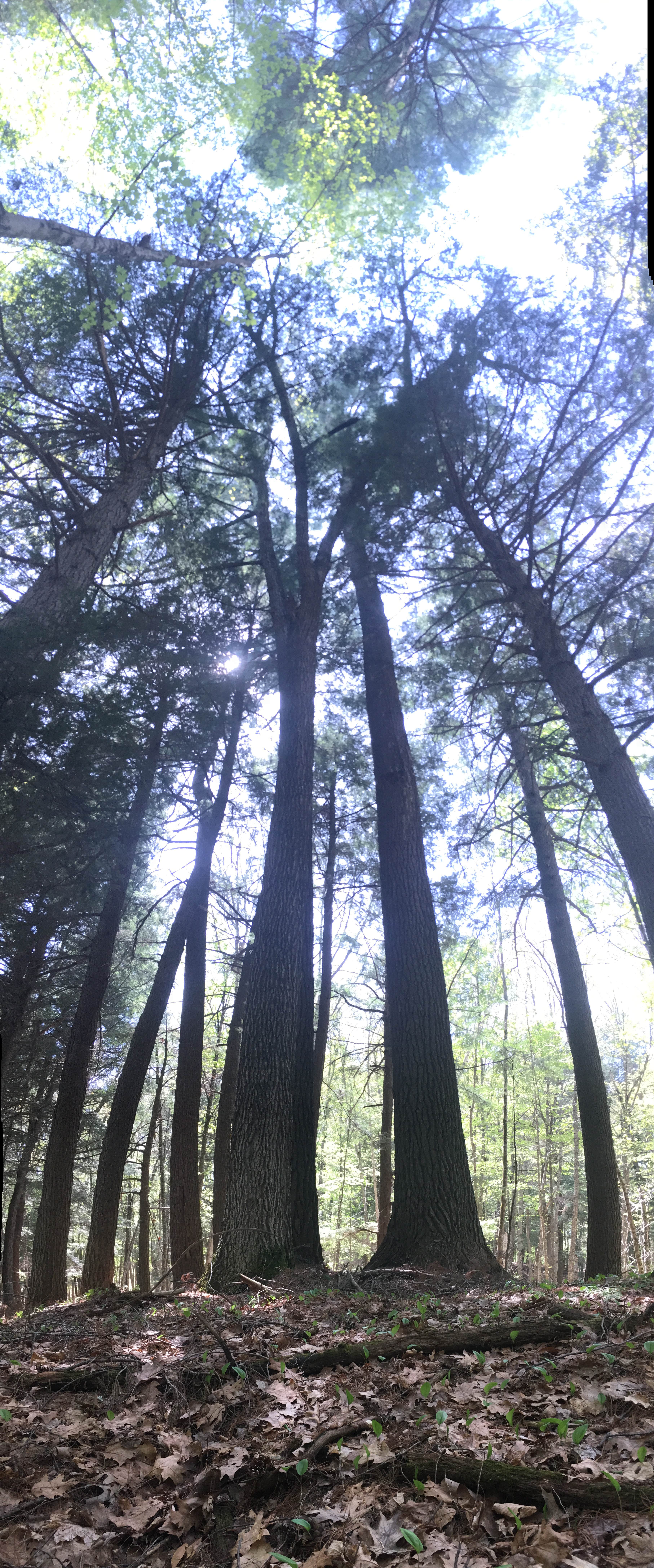 Camper-submitted photo at Clara Lake Rustic Campground near Tofte, MN
