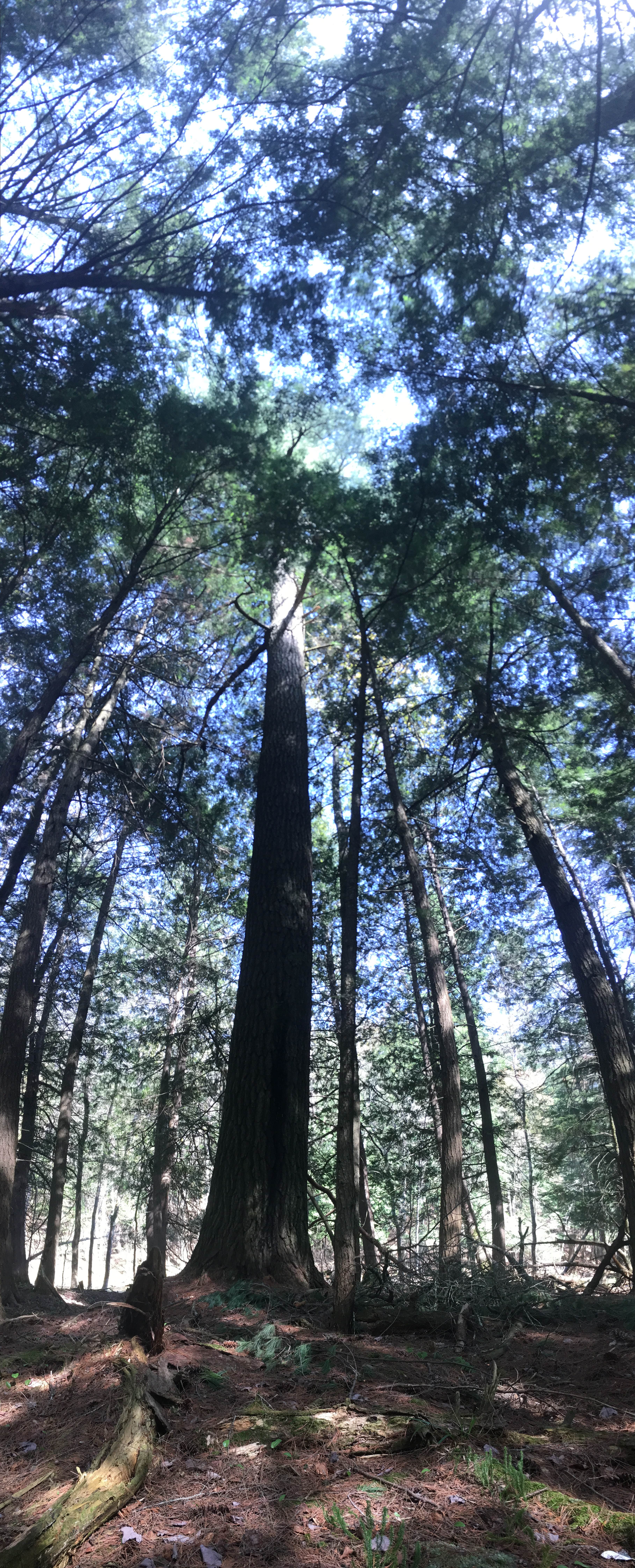 Camper-submitted photo at Clara Lake Rustic Campground near Tofte, MN