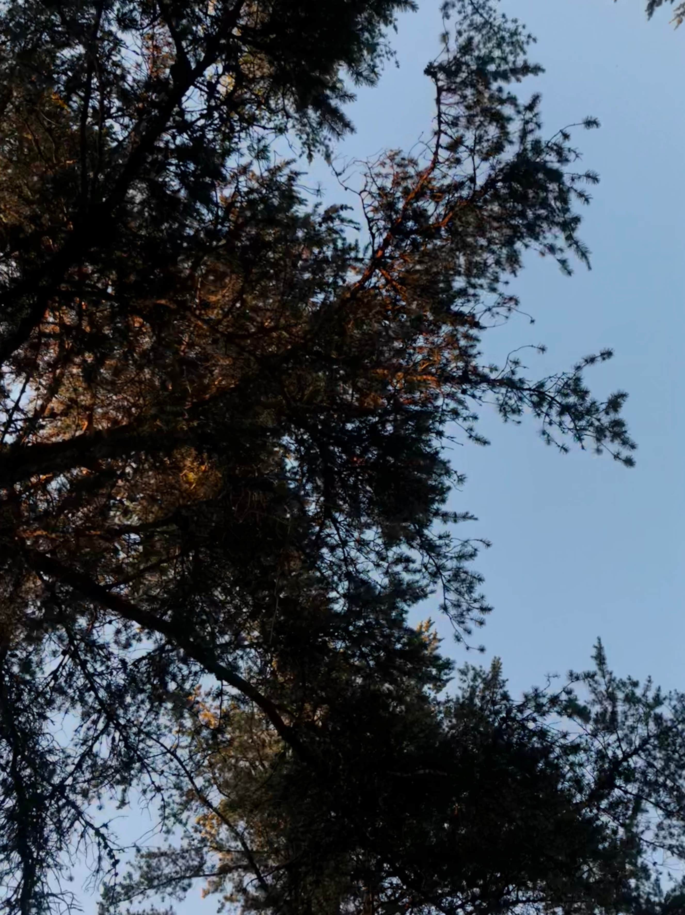 Camper-submitted photo at State Land Lax Lake Area - Dispersed Camping near Beaver Bay, MN