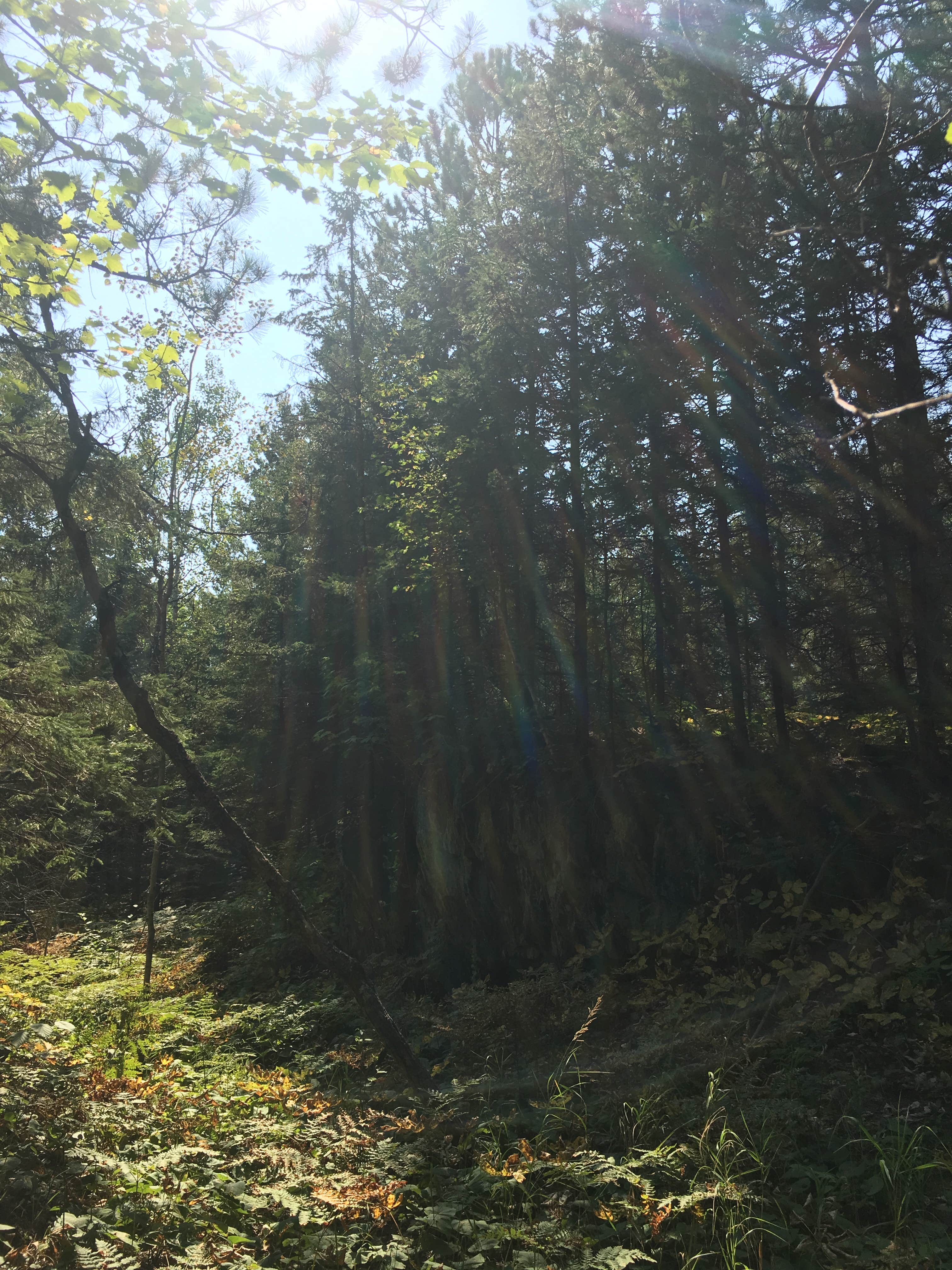 Camper-submitted photo at Superior National Forest McDougal Lake Campground near Babbitt, MN