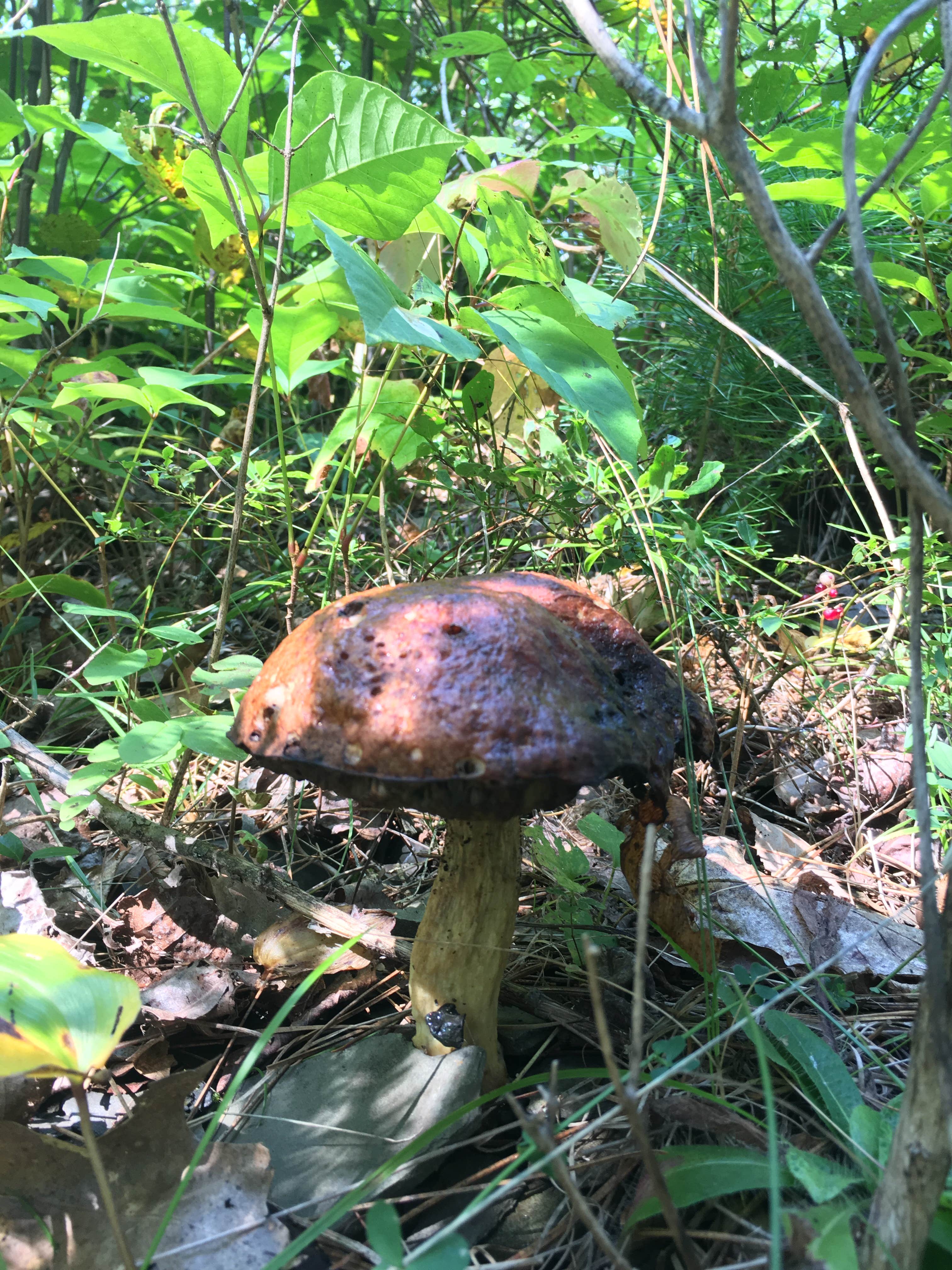 Camper-submitted photo at Superior National Forest McDougal Lake Campground near Babbitt, MN