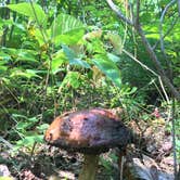 Review photo of Superior National Forest McDougal Lake Campground by Lesley R., November 5, 2022