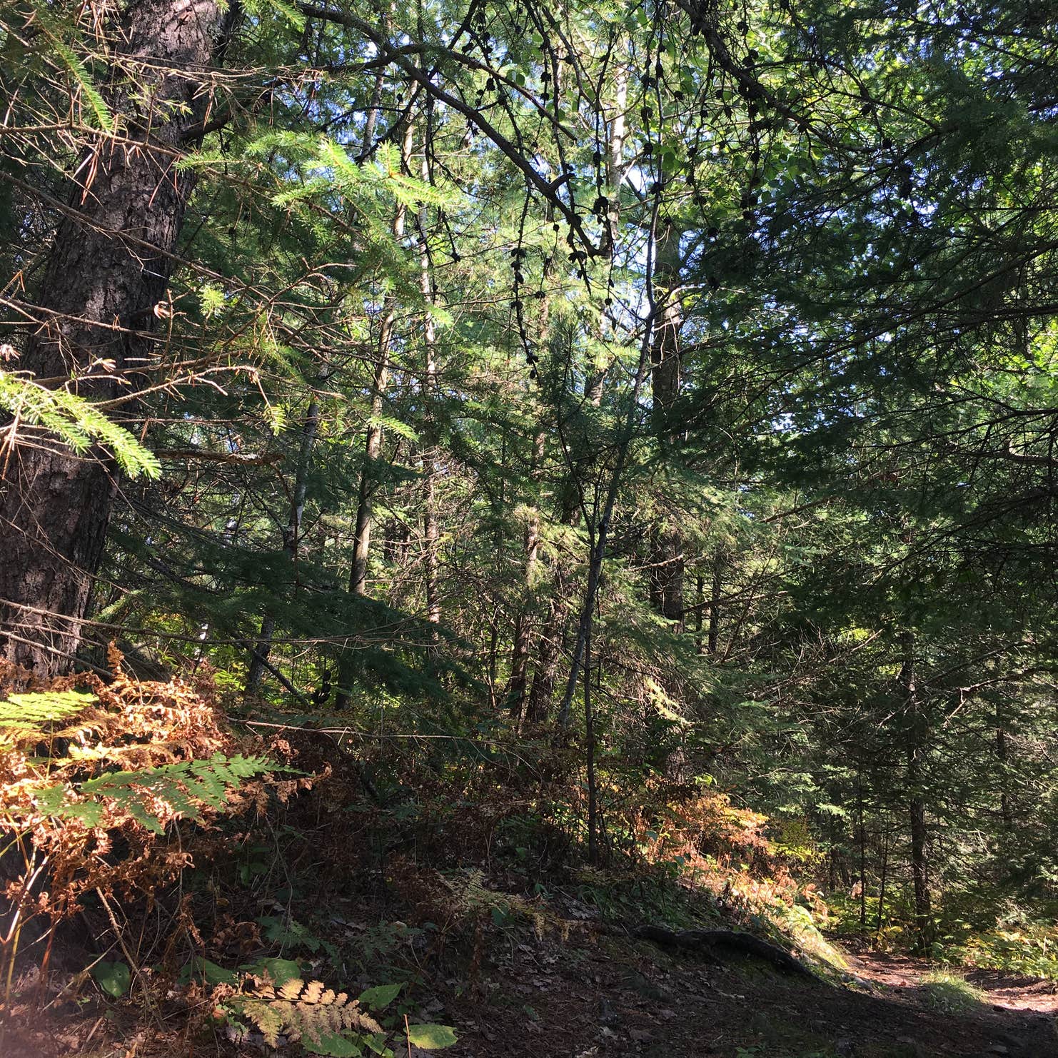 Superior National Forest McDougal Lake Campground Camping The Dyrt