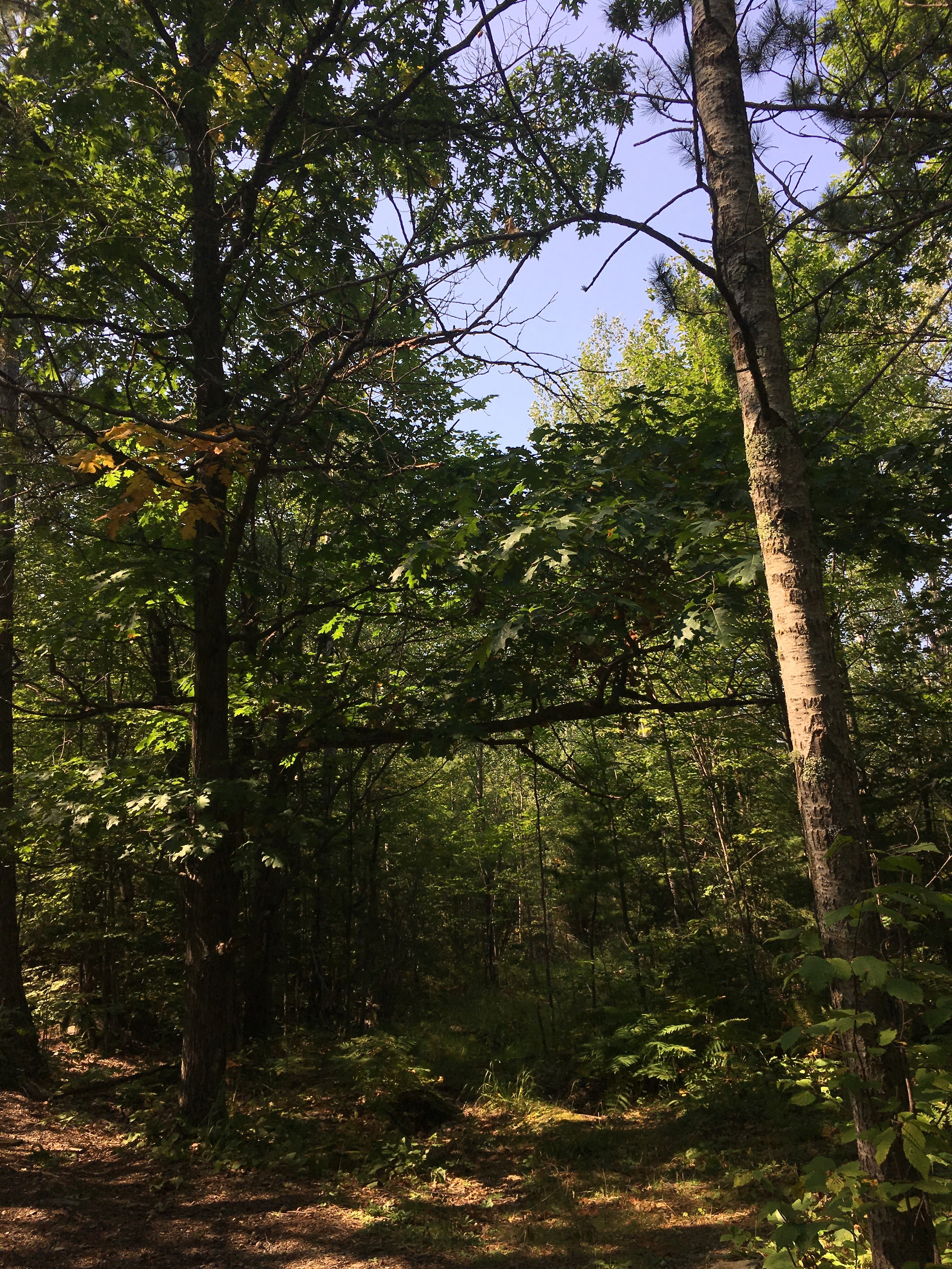 Camper submitted image from Superior National Forest McDougal Lake Campground - 1