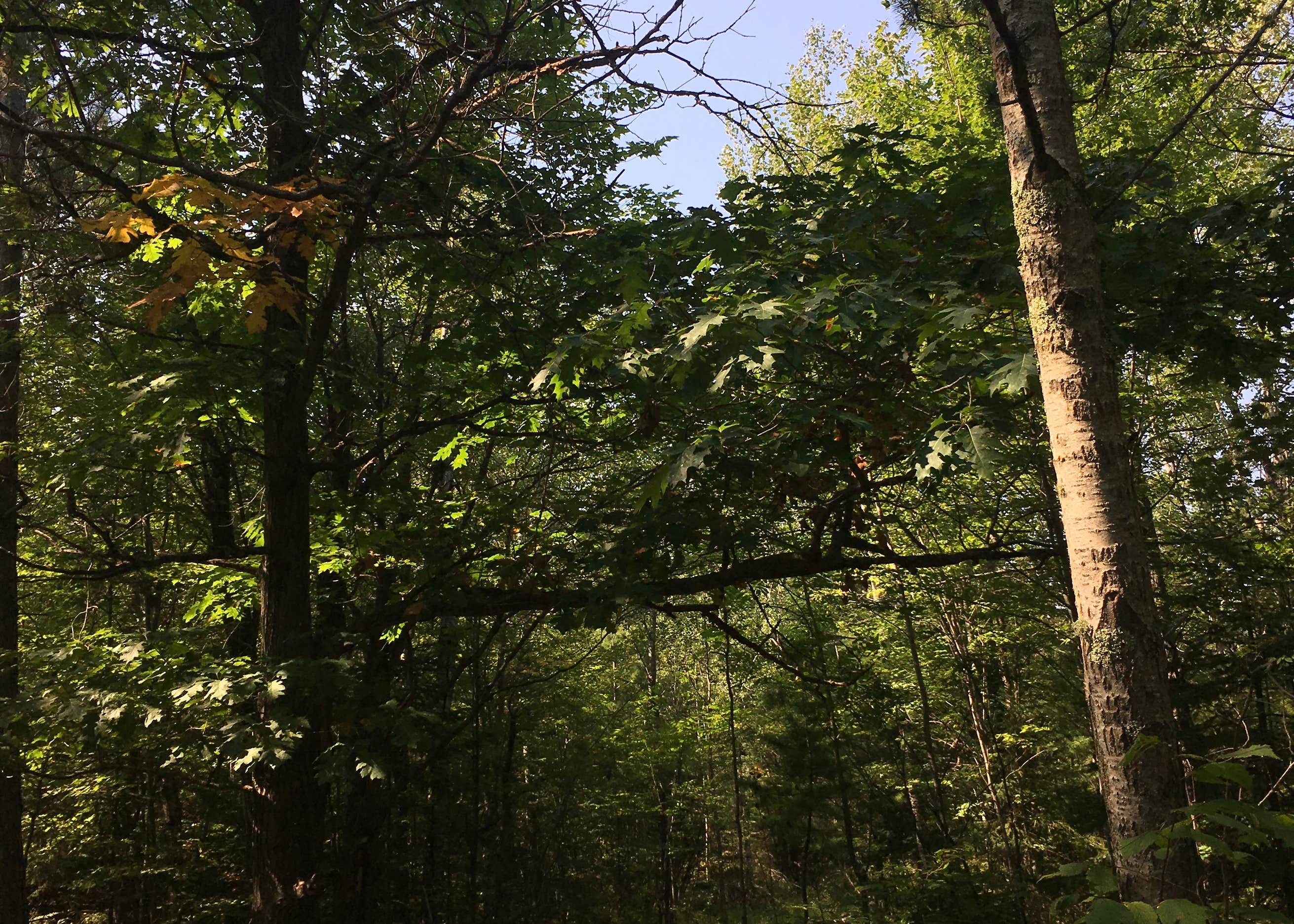 Superior National Forest McDougal Lake Campground Camping The Dyrt