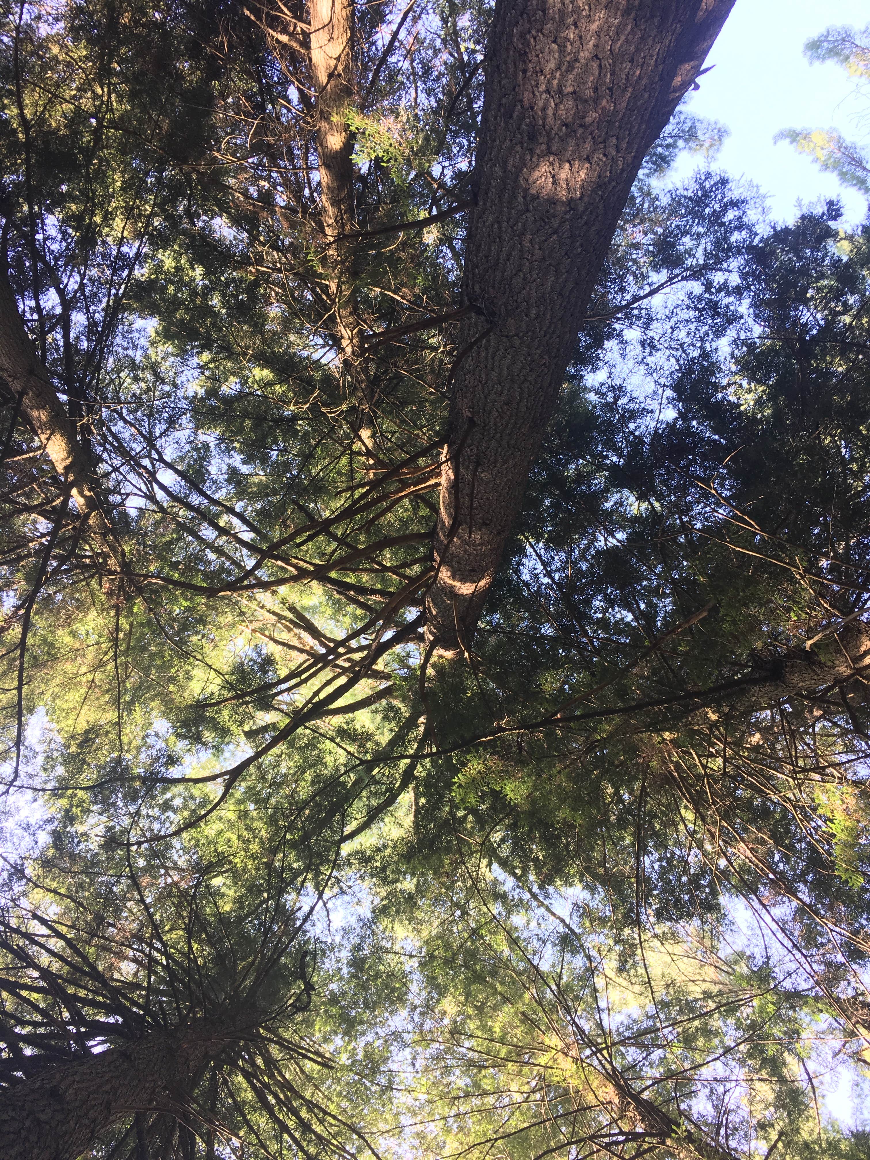 Camper-submitted photo at Windy Lake Rustic Campground & Back Country Sites near Tofte, MN