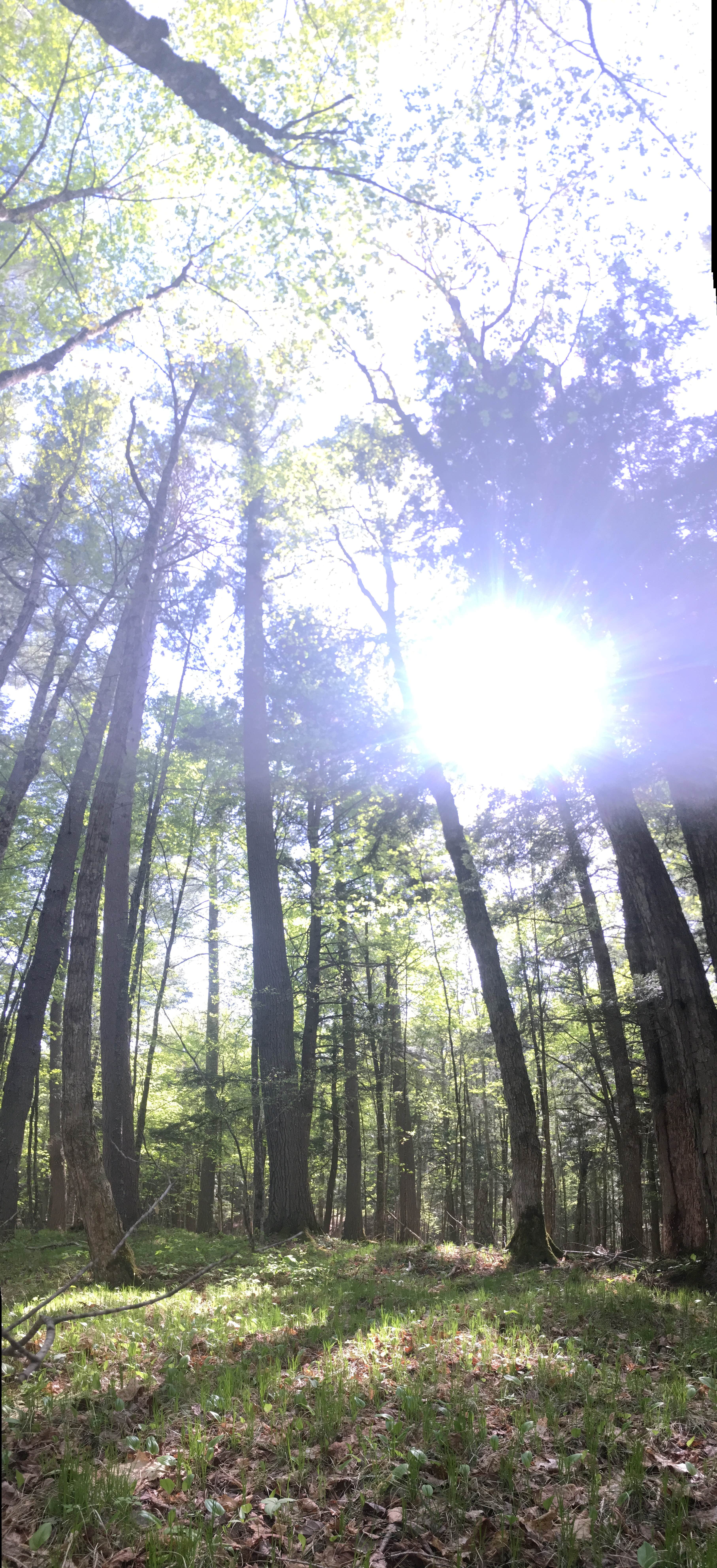 Camper-submitted photo at Windy Lake Rustic Campground & Back Country Sites near Tofte, MN