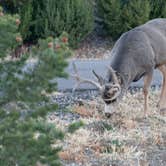 Review photo of Carpios Ridge Campground — Trinidad Lake State Park by Lawrence P., November 5, 2022