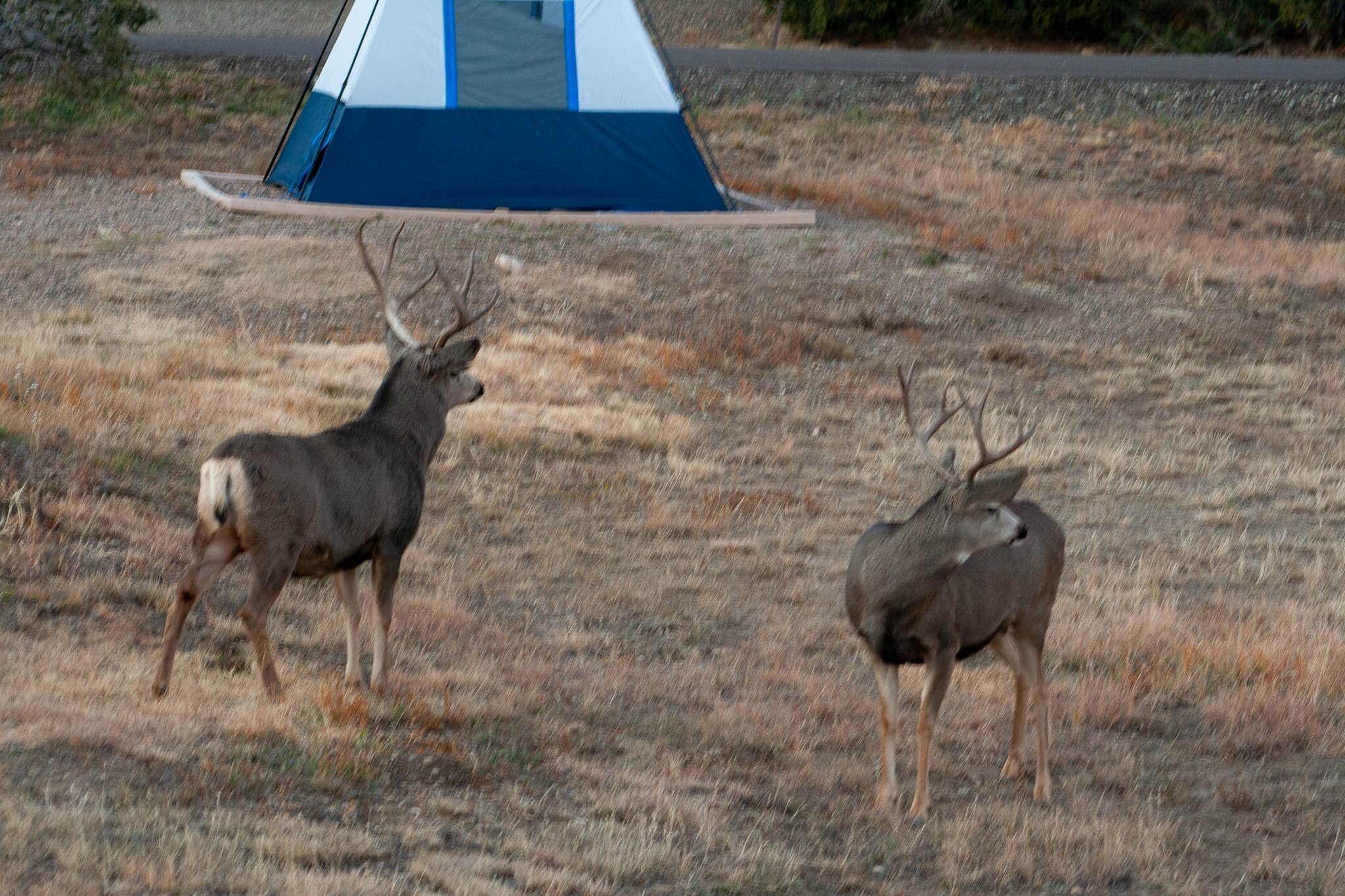 Lawrence P.'s photo at Carpios Ridge Campground — Trinidad Lake State Park near Trinidad, CO