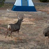 Review photo of Carpios Ridge Campground — Trinidad Lake State Park by Lawrence P., November 5, 2022