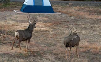 Lawrence P.'s photo at Carpios Ridge Campground — Trinidad Lake State Park near Folsom, NM