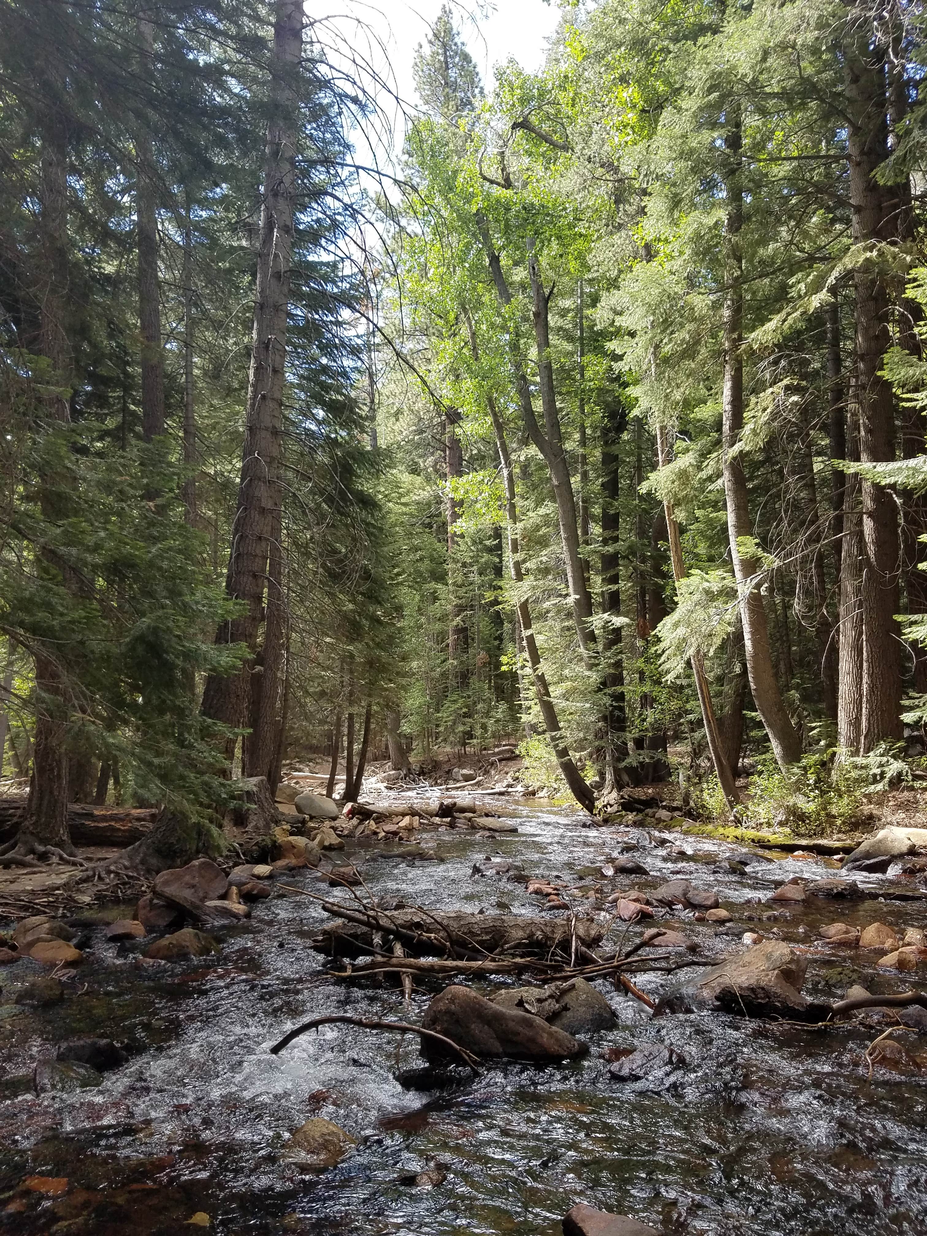 Camper submitted image from Aspen Campground - 3