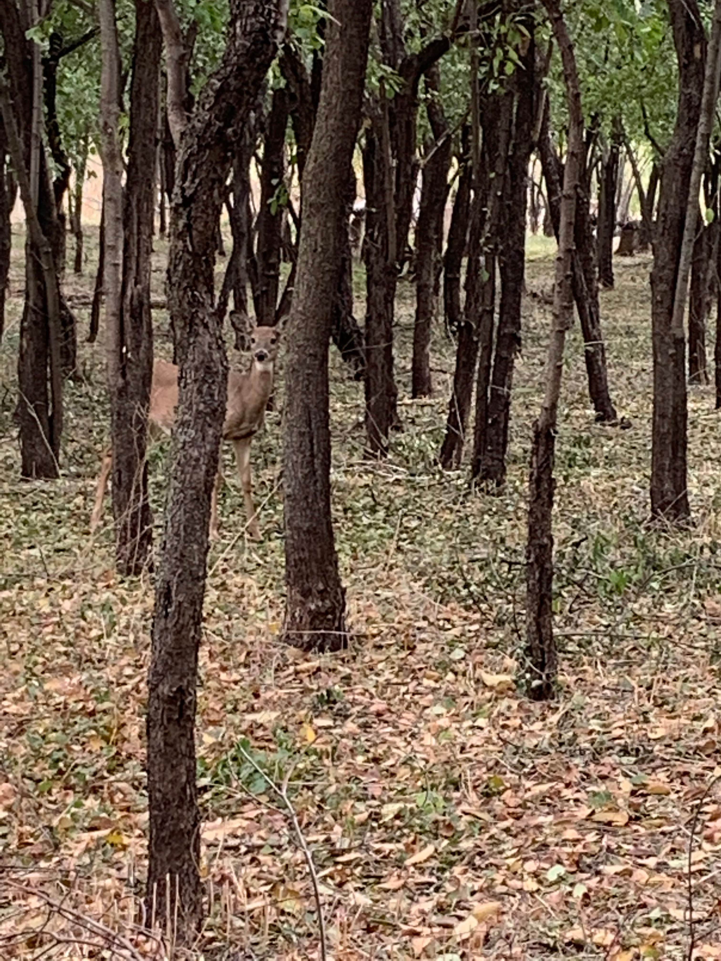 Camper-submitted photo at Easton Castle/O-TE-LA Castle Campground Forest near Aberdeen, SD
