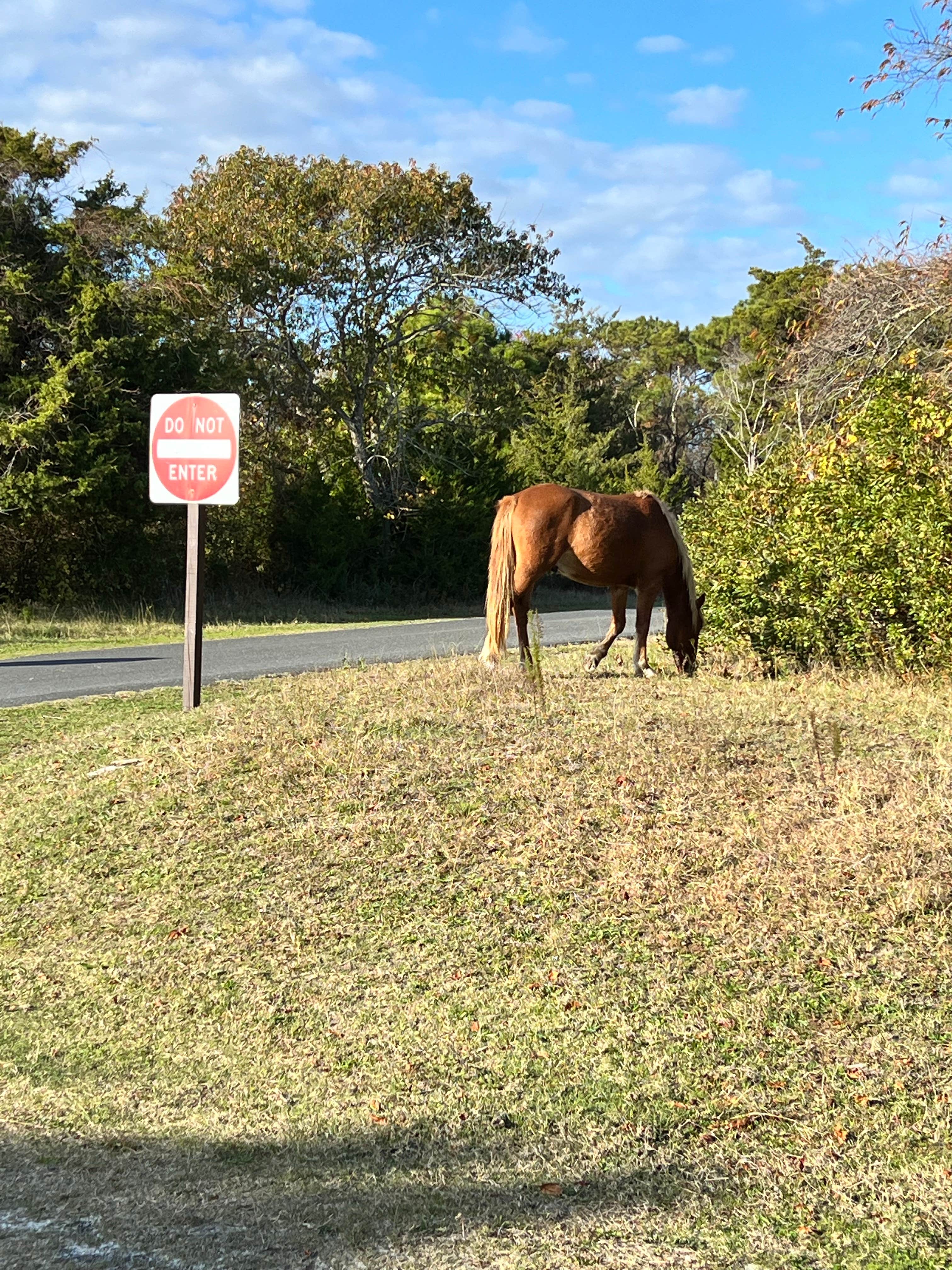 Hassan A.'s photo of camping with a horse at Bayside Assateague Campground — Assateague Island National Seashore near Crisfield, MD