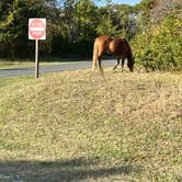 Review photo of Bayside Assateague Campground — Assateague Island National Seashore by Hassan A., November 6, 2022