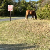 Review photo of Assateague Island National Seashore Campground by Hassan A., November 6, 2022
