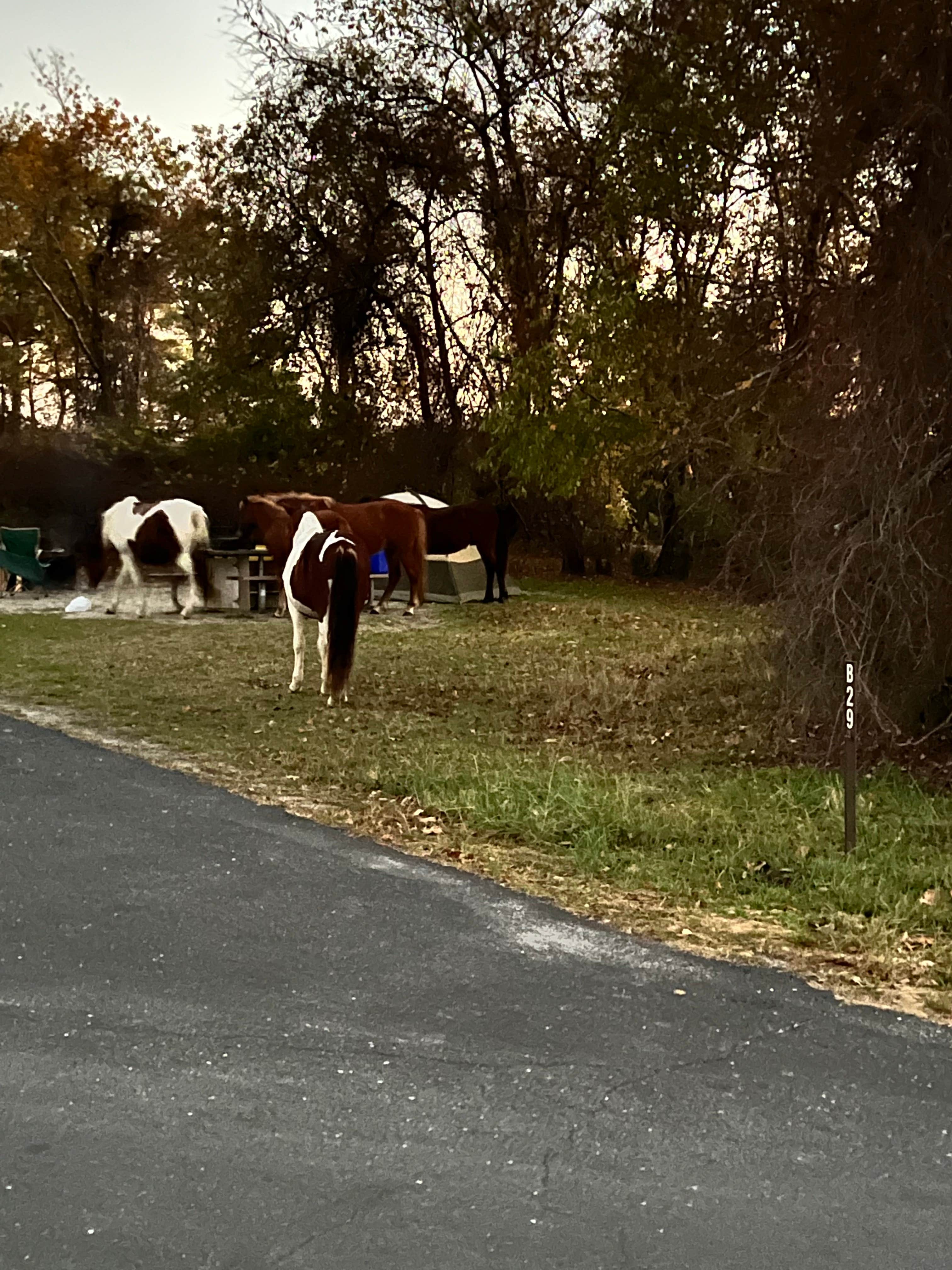 Hassan A.'s photo of camping with a horse at Bayside Assateague Campground — Assateague Island National Seashore near Tangier, VA