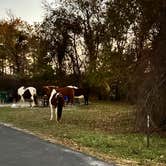 Review photo of Bayside Assateague Campground — Assateague Island National Seashore by Hassan A., November 6, 2022