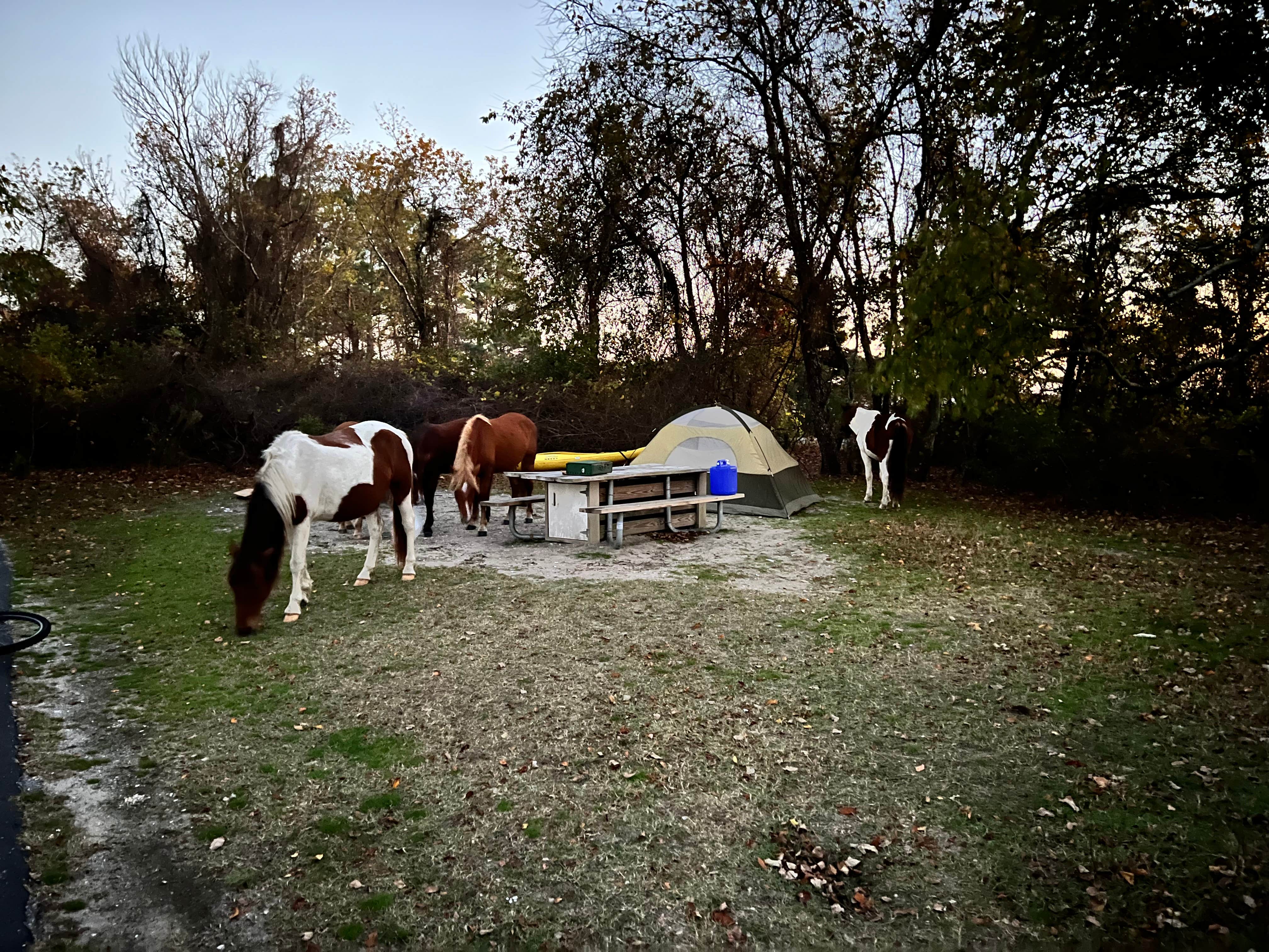 Hassan A.'s photo of camping with a horse at Bayside Assateague Campground — Assateague Island National Seashore near Ocean City, MD