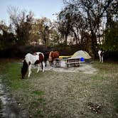 Review photo of Bayside Assateague Campground — Assateague Island National Seashore by Hassan A., November 6, 2022