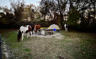 Hassan A.'s photo of camping with a horse at Bayside Assateague Campground — Assateague Island National Seashore near Rehoboth Beach, DE