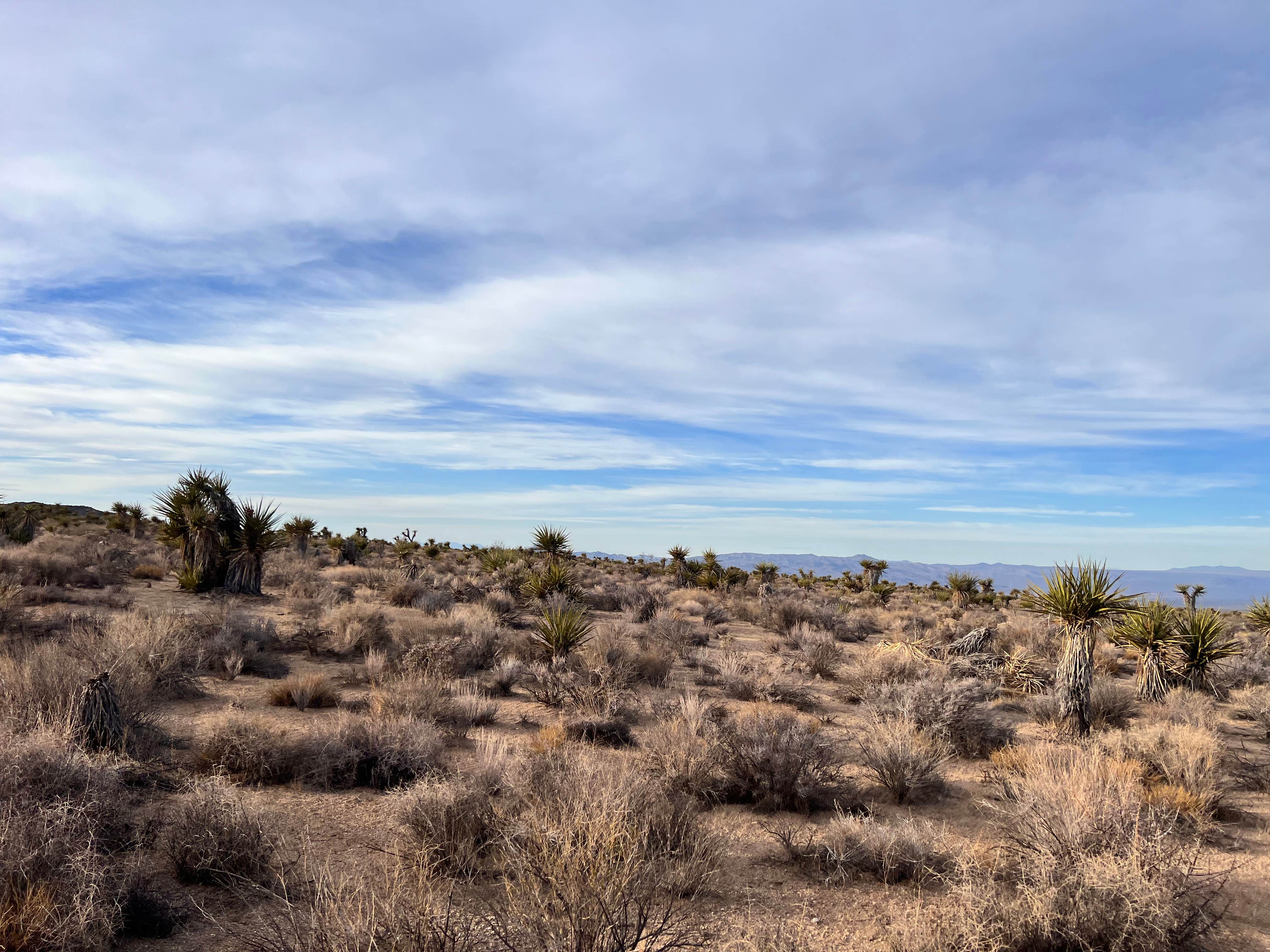 Aliza  N.'s photo of a dispersed camping area at Granite Pass Dispersed Roadside Camping — Mojave National Preserve near Baker, CA