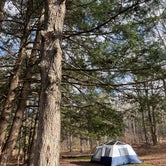 Review photo of Lyman Run State Park Campground by Liz C., November 6, 2022