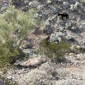 Review photo of Alamo Lake State Park Campground by james M., November 7, 2022