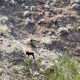 Review photo of Alamo Lake State Park Campground by james M., November 7, 2022