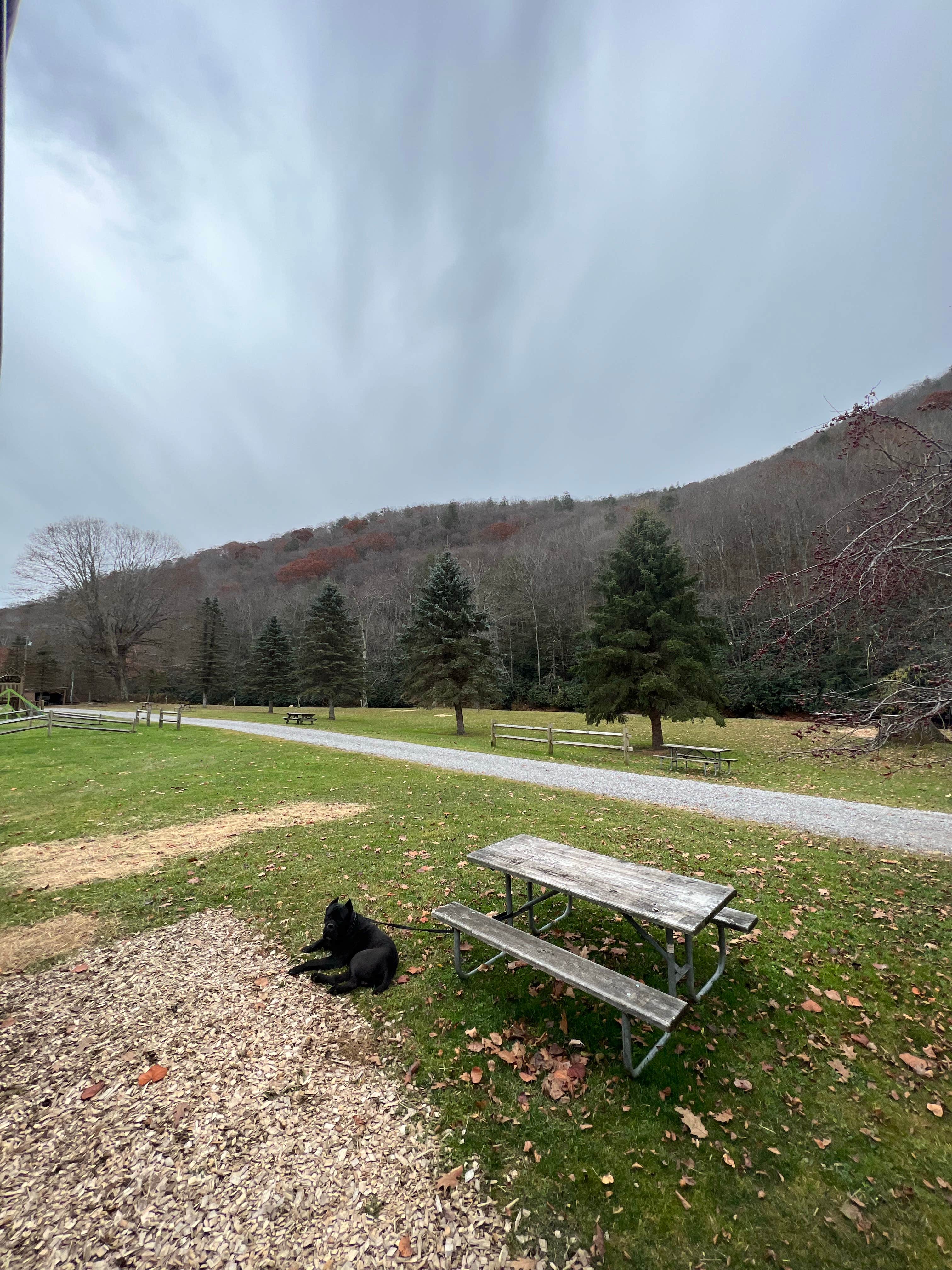 Casey L.'s photo of camping with pets at East Fork Campground and Horse Stables near Durbin, WV