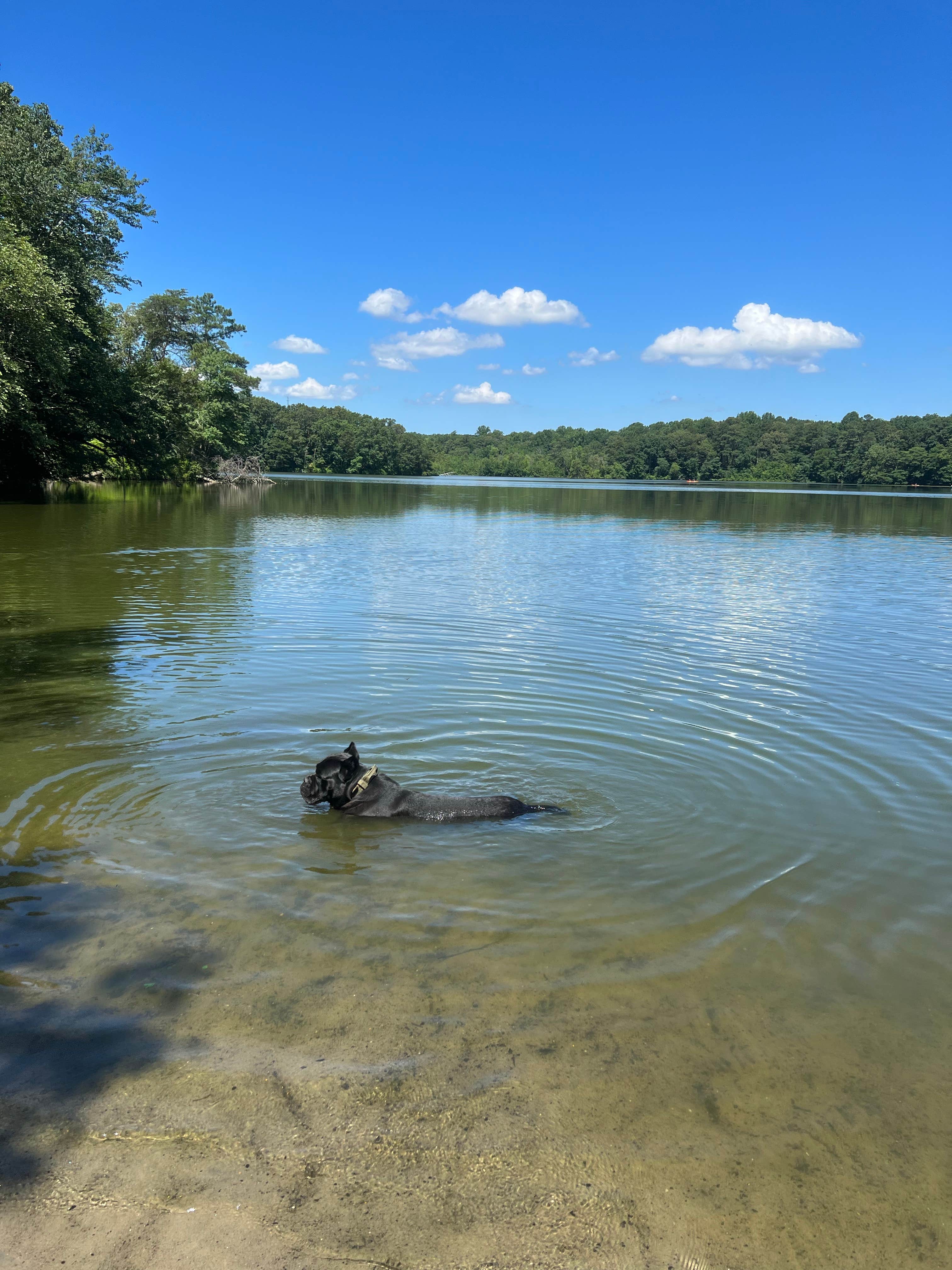 Casey L.'s photo of camping with pets at Killens Pond State Park Campground near Seaford, DE