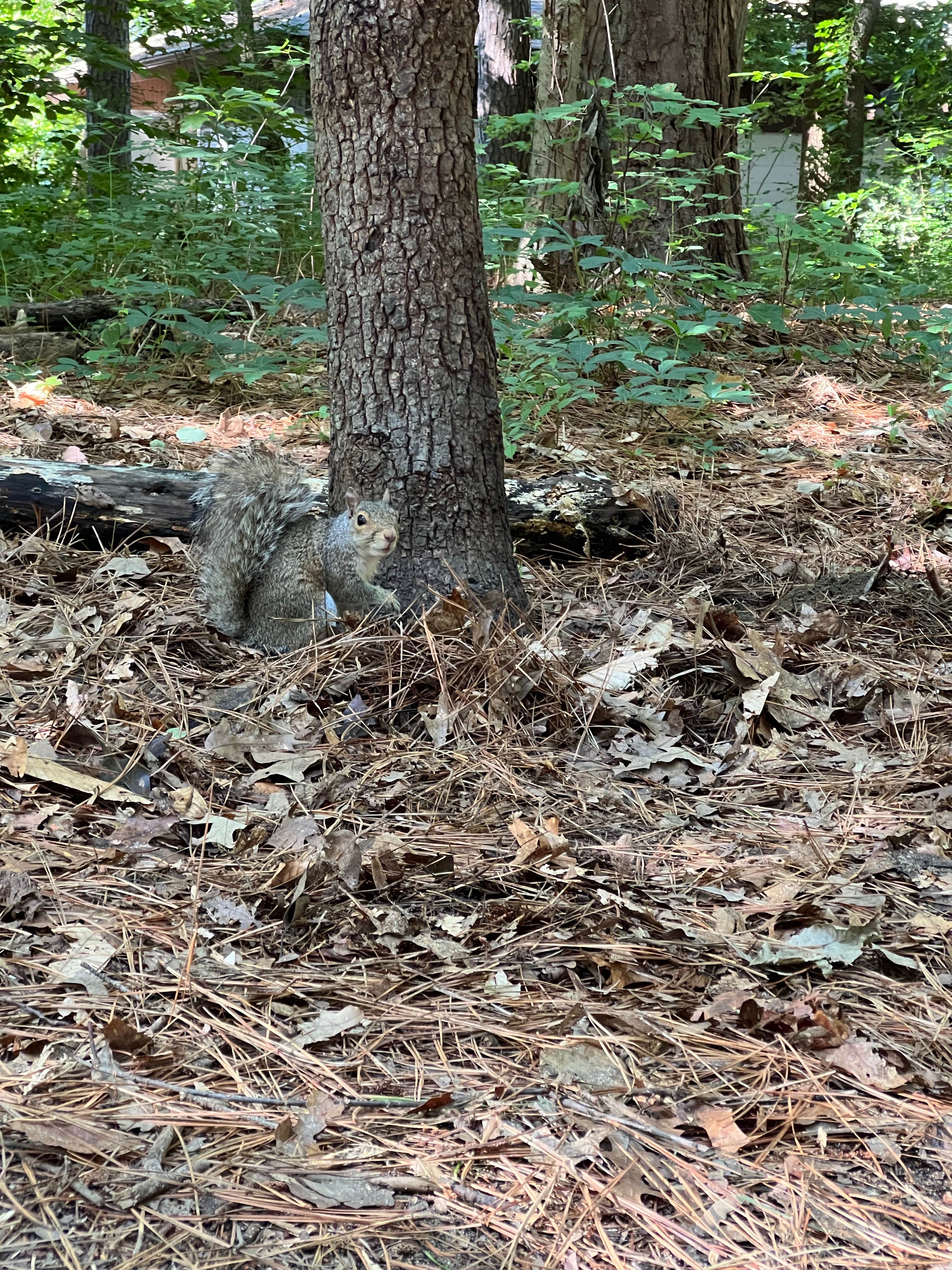 Casey L.'s photo of camping with pets at Killens Pond State Park Campground near Grasonville, MD