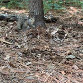 Review photo of Killens Pond State Park Campground by Casey L., November 7, 2022