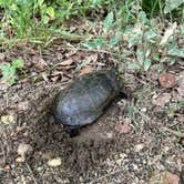 Review photo of Killens Pond State Park Campground by Casey L., November 7, 2022