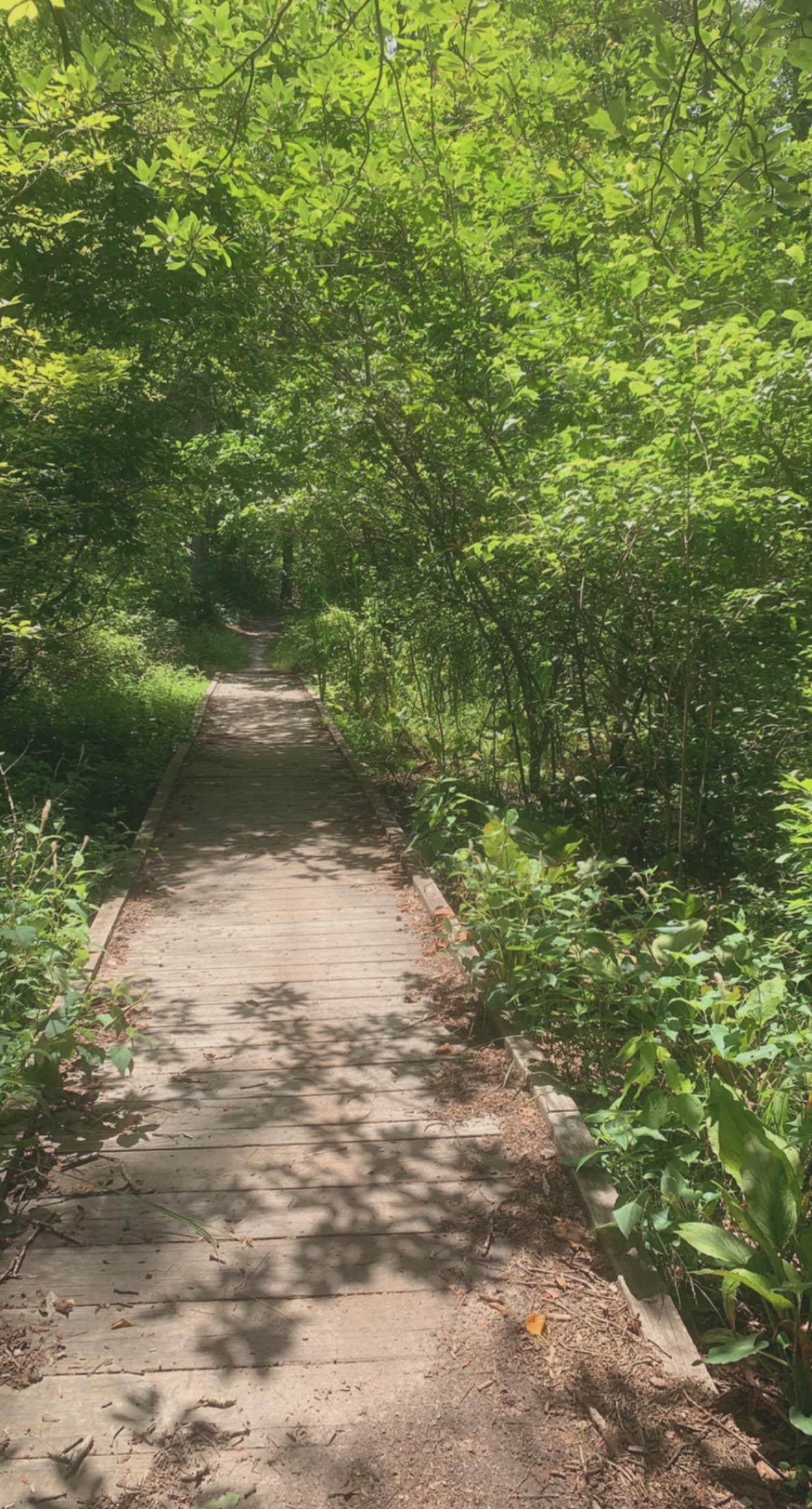 Camper submitted image from Blackbird State Forest Campground - 5