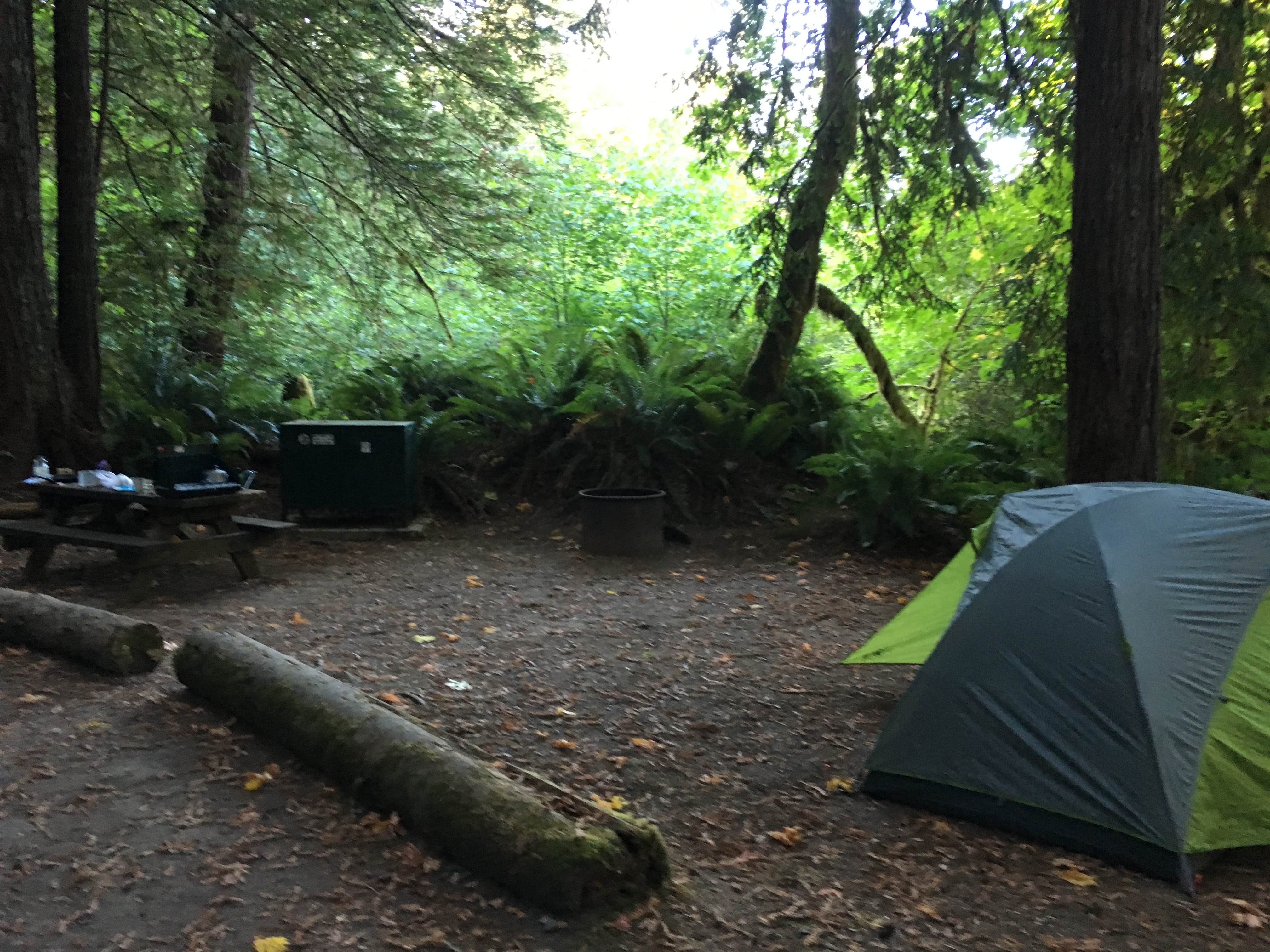 Kelsey M.'s photo at Mill Creek Campground — Del Norte Coast Redwoods State Park near Redwood National Park