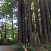 Review photo of Mill Creek Campground — Del Norte Coast Redwoods State Park by Kelsey M., September 14, 2018