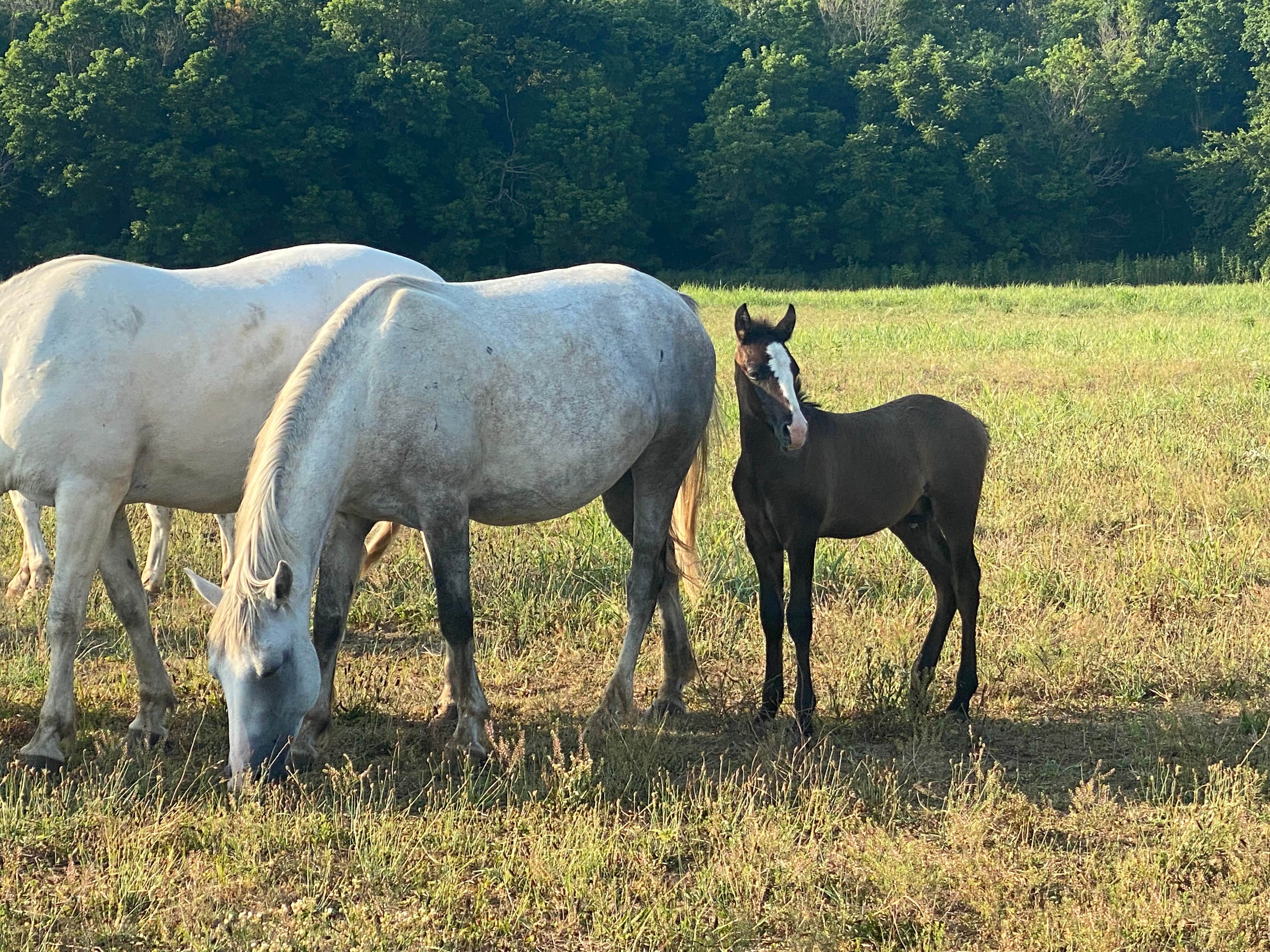 Delanie J.'s photo of camping with a horse at Shawnee Creek Backcountry Camping — Ozark National Scenic Riverway near Pilot Knob, MO