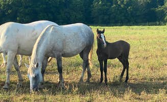 Delanie J.'s photo of camping with a horse at Shawnee Creek Backcountry Camping — Ozark National Scenic Riverway near Willow Springs, MO