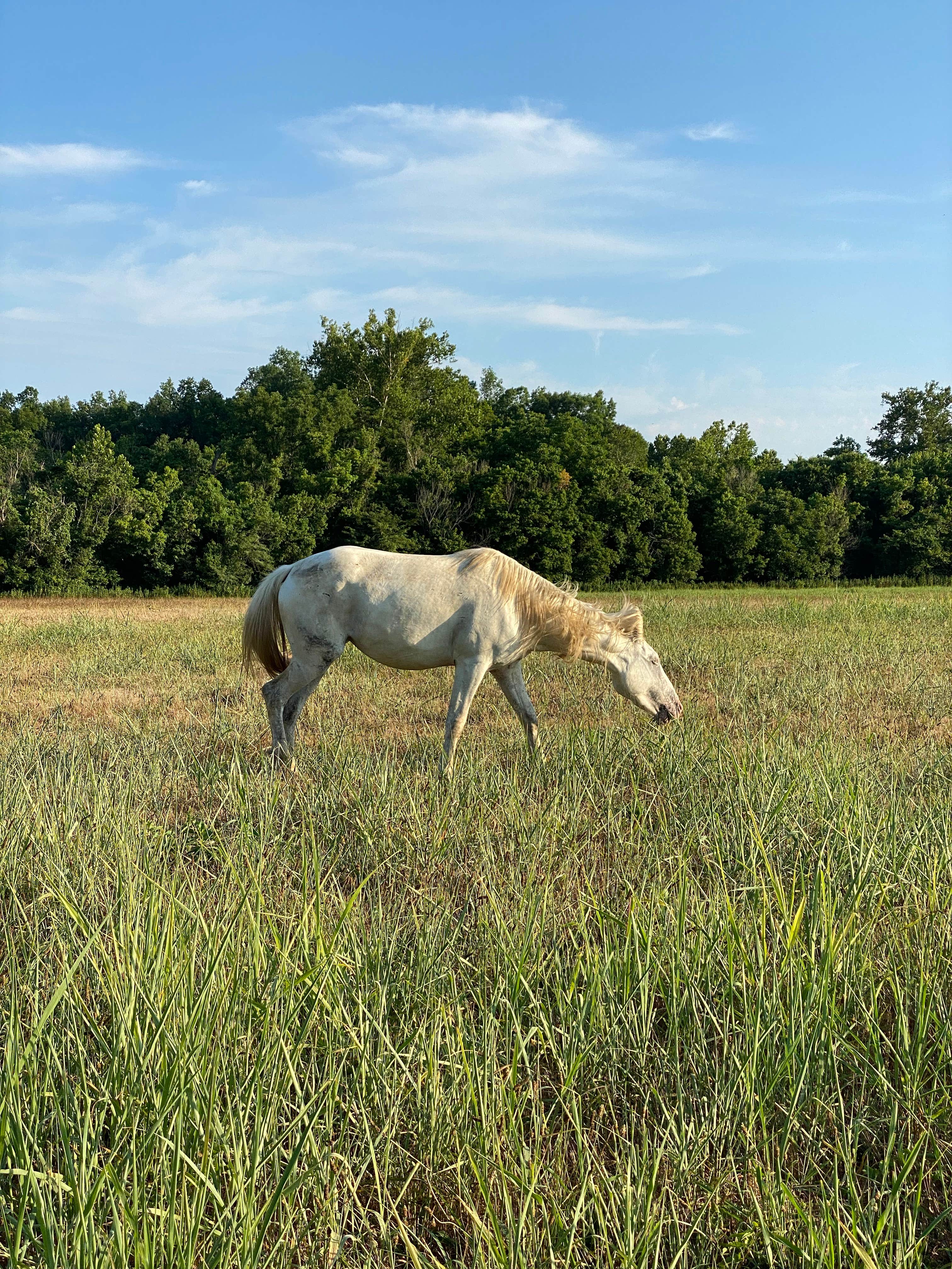 Camper-submitted photo at Shawnee Creek Backcountry Camping — Ozark National Scenic Riverway near Mountain View, MO