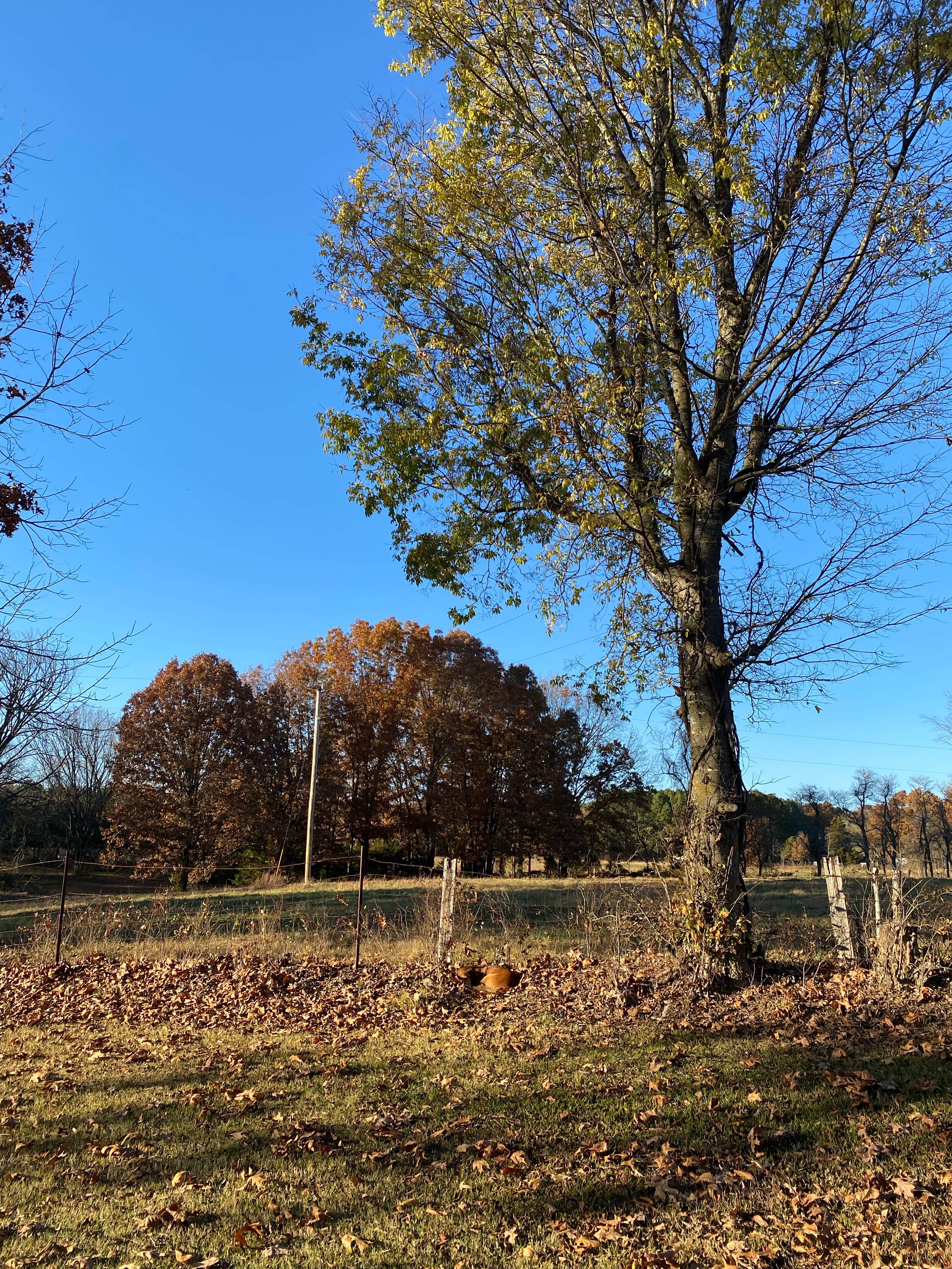Camper-submitted photo at Richard's Canoe Rental & Campground near West Plains, MO