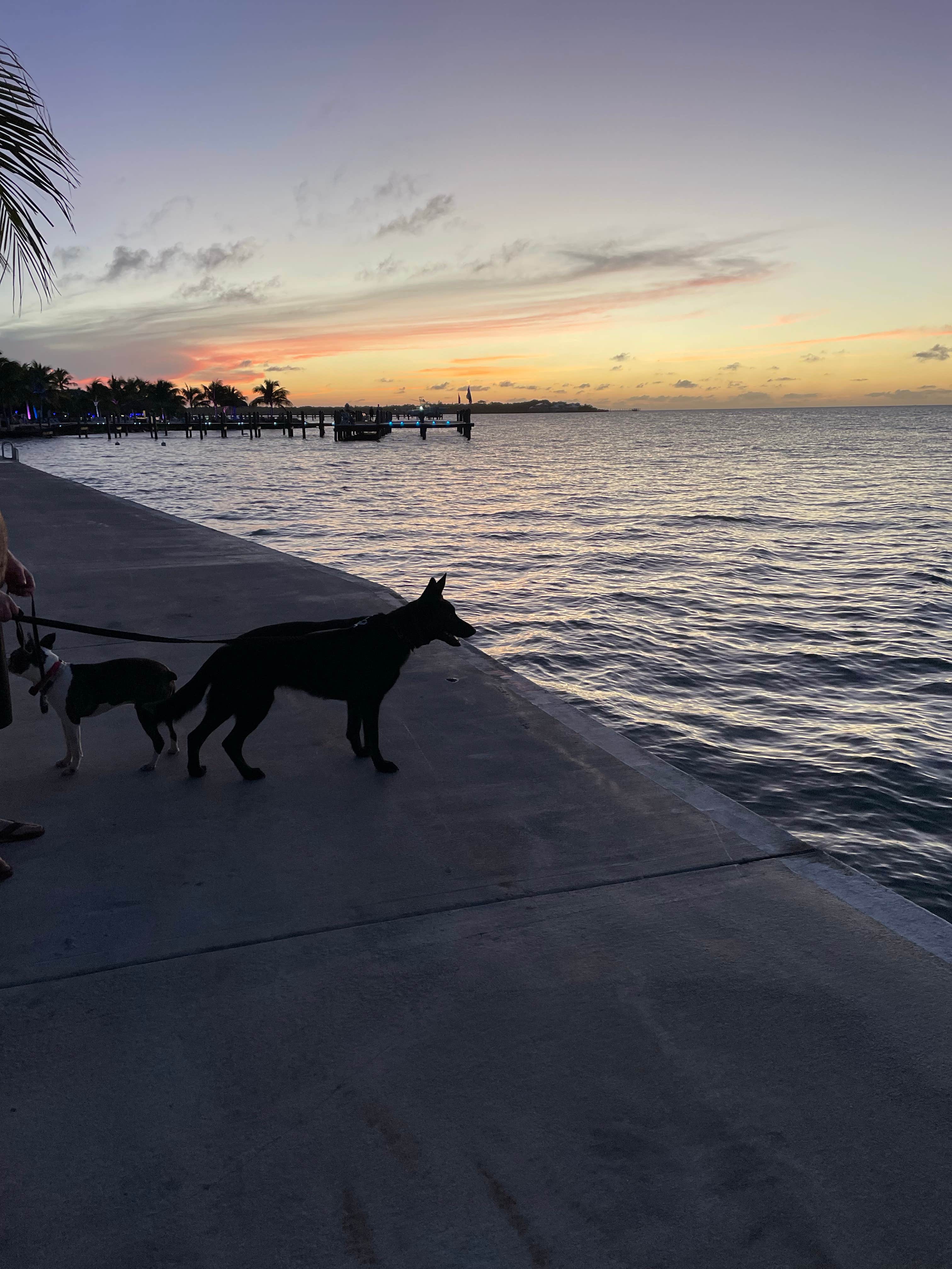 keith F.'s photo of camping with pets at Jolly Roger RV Resort near Marathon Shores, FL