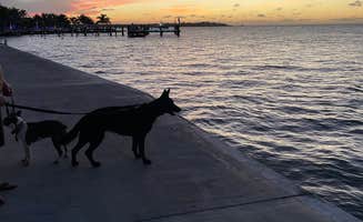 keith F.'s photo of camping with pets at Jolly Roger RV Resort near Everglades National Park