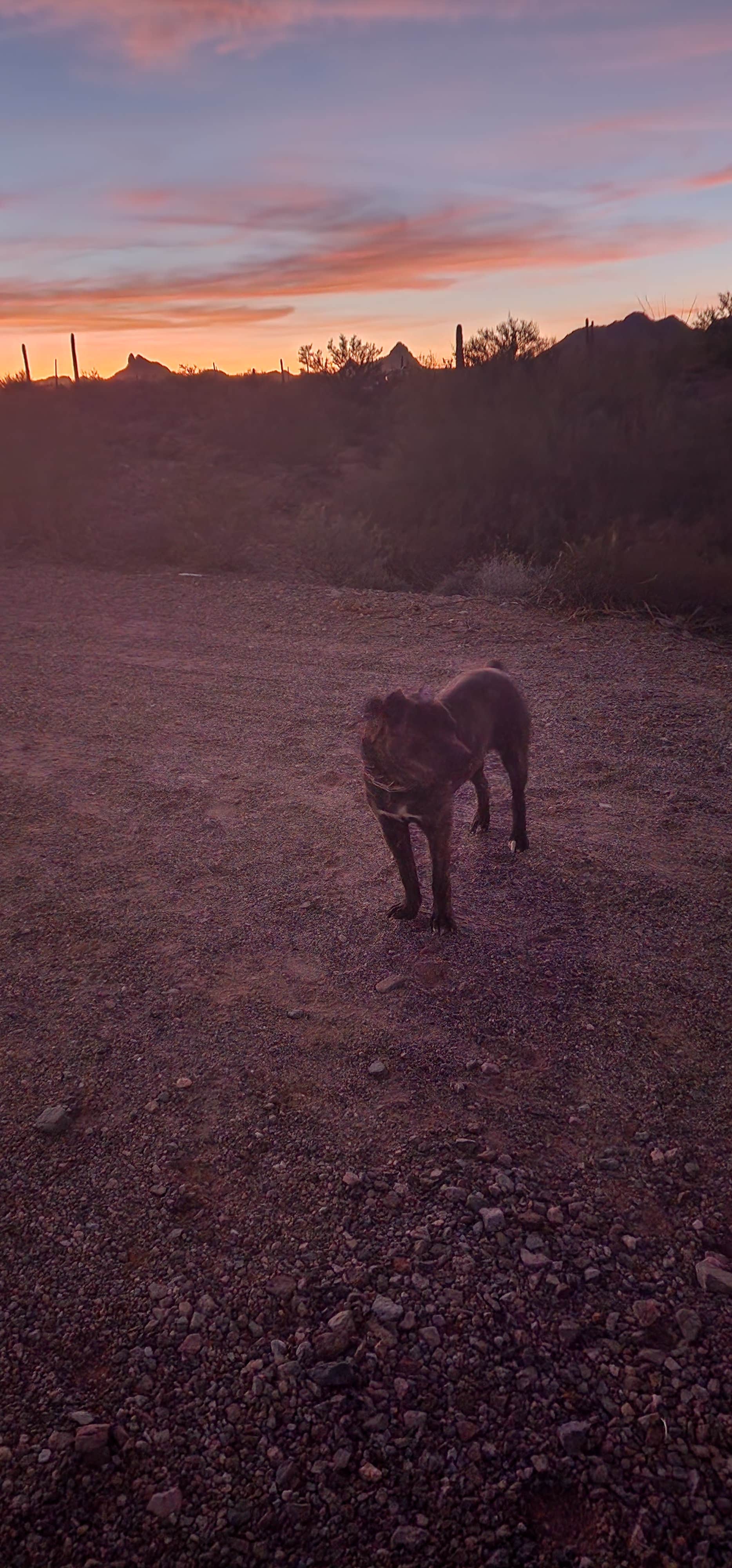 Wayne H.'s photo of a dispersed camping area at Darby Wells Rd BLM Dispersed near Ajo, AZ