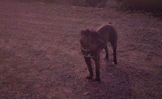 Wayne H.'s photo of camping with pets at Darby Wells Rd BLM Dispersed near Ajo, AZ