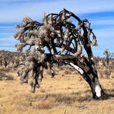 Review photo of Mojave Cross Dispersed — Mojave National Preserve by Aliza  N., November 8, 2022