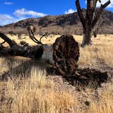 Review photo of Mojave Cross Dispersed — Mojave National Preserve by Aliza  N., November 8, 2022