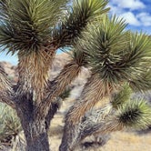 Review photo of Mojave Cross Dispersed — Mojave National Preserve by Aliza  N., November 8, 2022