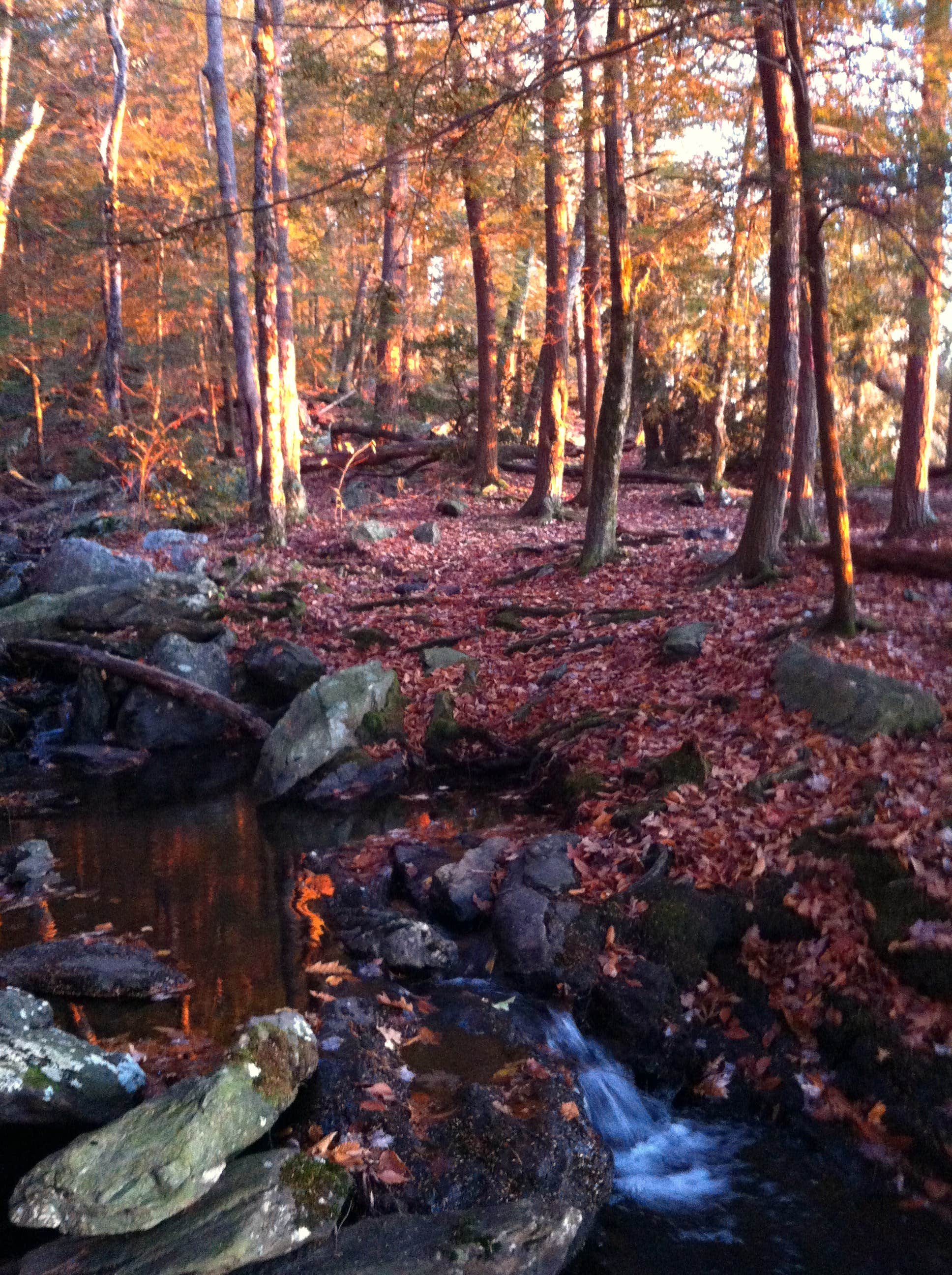 Camper submitted image from Laurel Ridge — Mount Everett State Reservation - 5